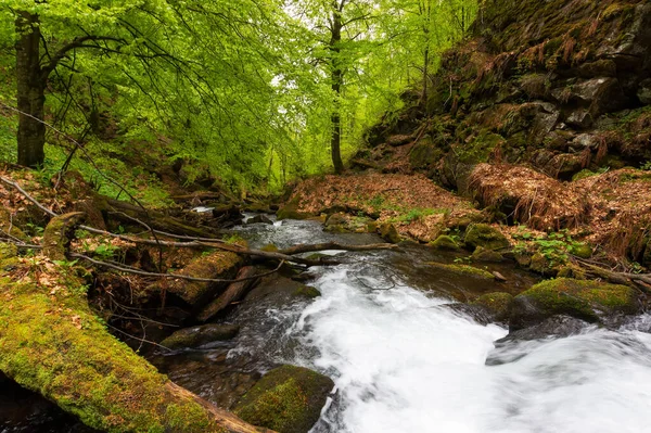 Parktaki Hızlı Akıntısı Lkbaharda Antik Kayın Ormanları Güzel Doğa Manzarası — Stok fotoğraf