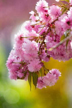 Bahar mevsiminde kiraz çiçeği. Japon bahçesinin güzel pembe çiçekleri. Çiçeksel doğa geçmişi