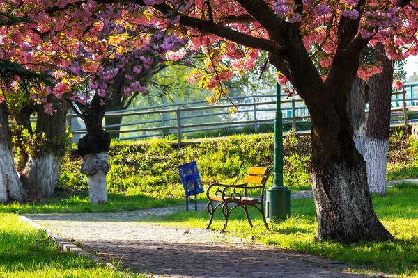 Parque Flor Cerezo Maravilloso Paisaje Urbano Primavera Temporada Hanami Ucrania — Foto de Stock