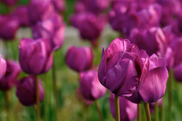 Fleurs Tulipes Pourpres Fleuries Dans Jardin Beau Fond Nature Gros — Photo