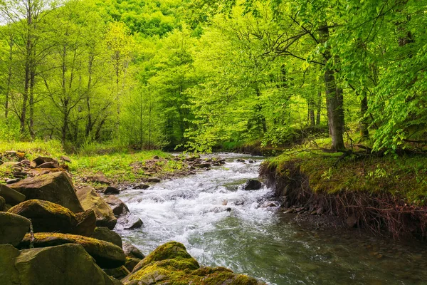 Швидкий Потік Води Буковому Лісі Зелений Пейзаж Камінням Деревами Березі — стокове фото