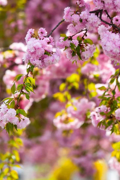 Pink Flowers Sakura Spring Romantic Floral Nature Background — Stock Photo, Image