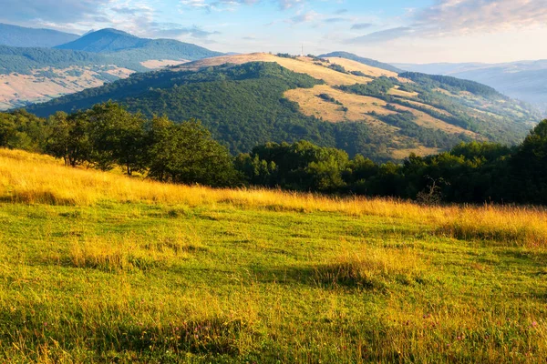 Sabah Işığında Tepede Çimenli Bir Çayır Gün Doğumunda Karpat Dağları — Stok fotoğraf