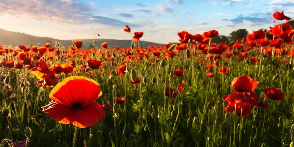 Campo Amapola Maíz Flor Atardecer Maravilloso Paisaje Verano Las Montañas —  Fotos de Stock