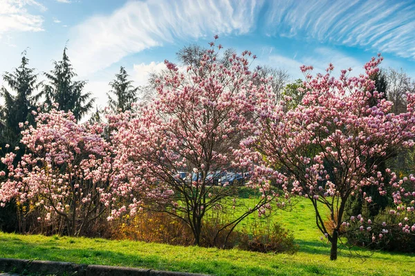 Magnolia Tree Blossom Beautiful Nature Scenery Morning Light Urban Park — Stock Photo, Image