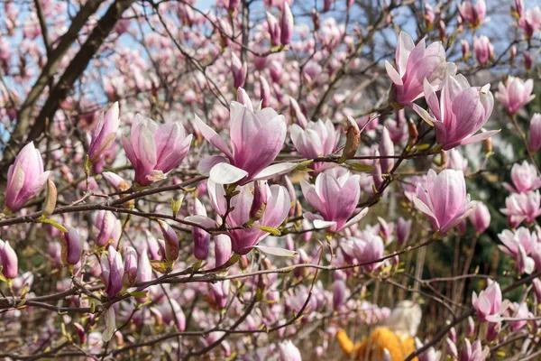 Wunderschöne Magnolienblüte Frühling Romantische Weiche Florale Tapete — Stockfoto