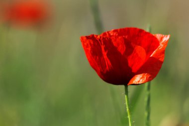 Yeşil tarlada bir kırmızı haşhaş. Güneşli bir günde doğa arka planını kapat