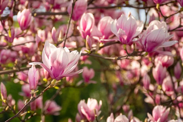 Magnolienbaum Voller Blüte Frische Rosa Blüte Auf Dem Zweig Frühling — Stockfoto