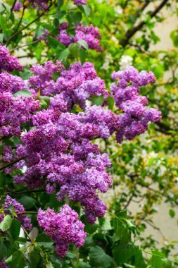 Çiçek açmış bir şırınga çalısı. Bahar mevsiminde güzel botanik yeşili arka plan
