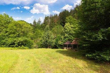 Dağların arasında geniş bir orman. Ukraynalı Karpatların güzel yaz manzarası. Mavi gökyüzünün altında yeşil yapraklar içinde kabarık bulutlu ağaçlar.