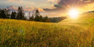 Gün batımında çimenli tepenin üzerindeki kozalaklı orman. Taze yeşil çayırlar üzerinde gökkuşağı olan Karpat Alpleri manzarası. Akşam ışığında doğal yaz manzarası. ekosistem ve sağlıklı çevre kavramları