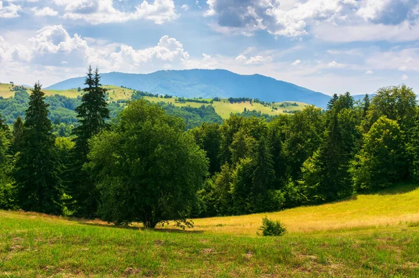 カルパチアのアルプスの牧歌的な夏の風景 昼間は丘の上の緑の牧草地 斜面に木がある緑の山の田舎 空に雲がある晴天 — ストック写真