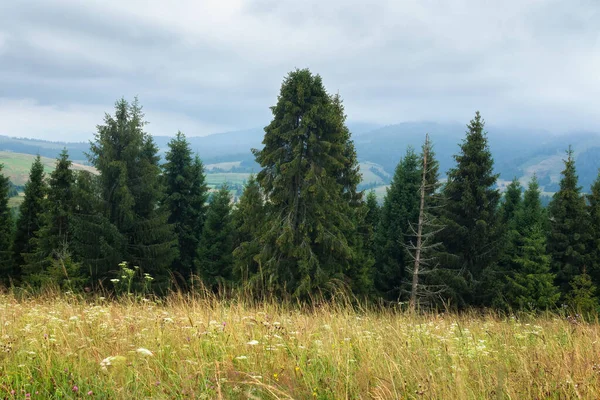 Bosque Coníferas Colina Cubierta Hierba Paisaje Los Alpes Carpáticos Con — Foto de Stock