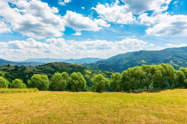 Letnie Krajobrazy Wiejskie Górach Panoramiczny Widok Malowniczego Krajobrazu Miżhirya Drzewami — Zdjęcie stockowe