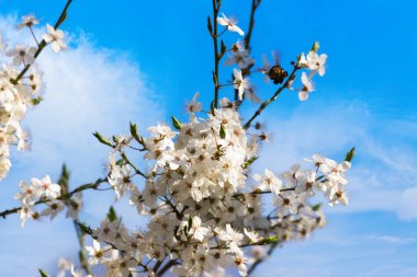 İlkbaharda çiçek açan beyaz bir dal. Elma bahçesinin güzel arka planı