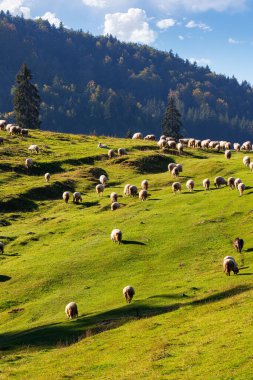 Dağlarda otlayan koyun sürüsü. Apuseni doğal parkında güneşli doğa manzarası