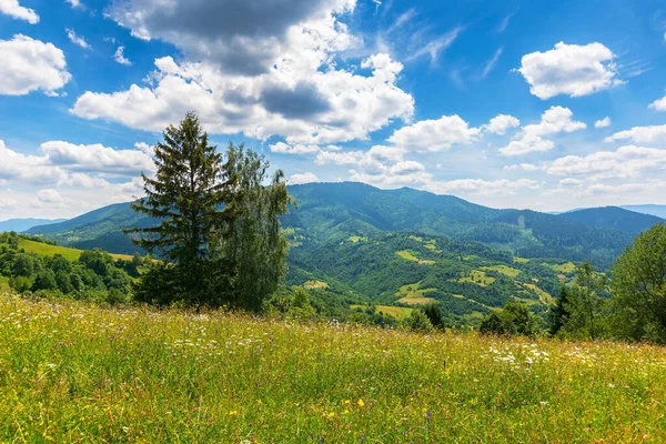 Tree Grassy Rural Field Scenic Summer Landscape Meadow Mountains Countryside — Stock Photo, Image