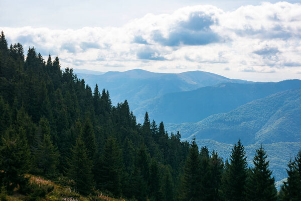 красивый пейзаж Карпатских гор. хвойные деревья на крутых травянистых холмах. красивый природный фон 