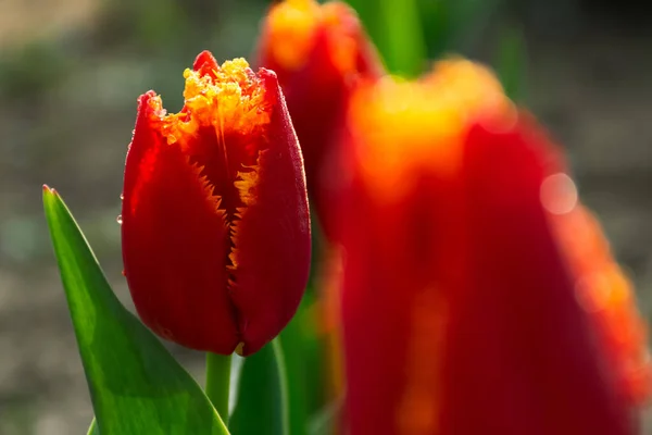 Bloeiende Rode Tulp Bloemen Tuin Plant Ochtend Dauw Mooie Bloemenseizoen — Stockfoto