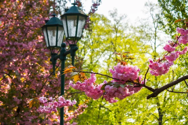 Parkera Lyktan Körsbärsblomma Underbart Stadslandskap Våren Hanami Säsong Ukraina — Stockfoto