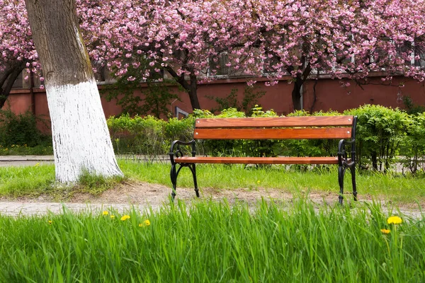 Parque Urbano Flor Maravilloso Paisaje Naturaleza Primavera Sendero Entre Los —  Fotos de Stock