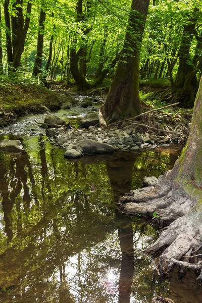 Fluxo Água Madeiras Faia Cárpatos Floresta Profunda Luz Dappled Paisagem — Fotografia de Stock