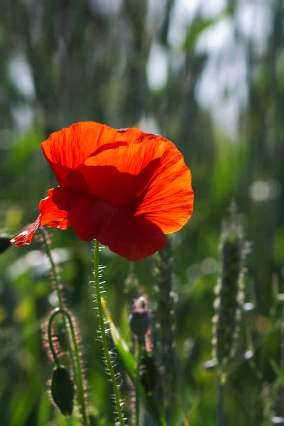 Una Amapola Roja Campo Verde Primer Plano Fondo Naturaleza Día —  Fotos de Stock