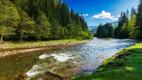 горная река весной. быстрая вода течет через лесную долину. красивые пейзажи природы с травянистым берегом. солнечная погода с пушистыми облаками на небе в утреннем свете