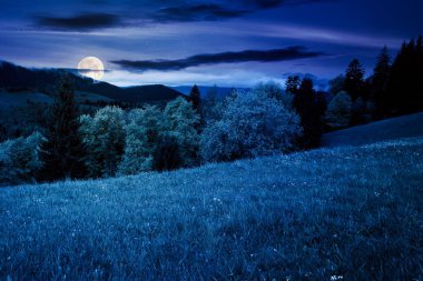 İlkbaharda geceleri güzel doğa manzarası. Karpat Dağları 'ndaki kırsal bölgede taze yeşil çayırlar ve dolunay ışığında kozalaklı ormanlar. Gökyüzündeki bulutlar uzak tepenin üstünde