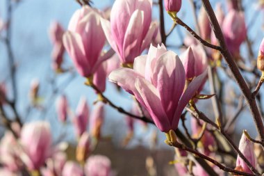 Güzel manolya bitkisi baharda çiçek açar. Romantik yumuşak çiçek duvar kâğıdı