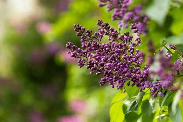 Lila Lila Blomkvist Vacker Botanisk Grön Natur Bakgrund Vårsäsongen — Stockfoto