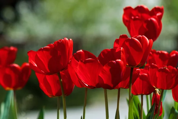 Ανθισμένα Κόκκινα Λουλούδια Τουλίπας Όμορφη Floral Φύση Φόντο Την Άνοιξη — Φωτογραφία Αρχείου