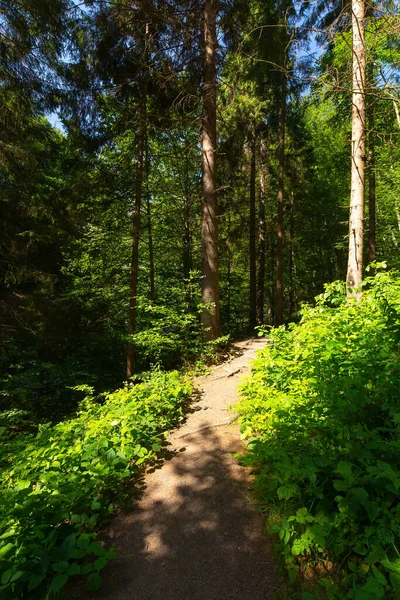 Caminho Floresta Entre Árvores Altas Belas Paisagens Viagem Parque Natural — Fotografia de Stock