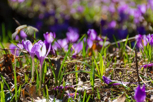 Природный Фон Цветущей Флорой Фиолетовые Цветы Крокус Среди Зеленой Травы — стоковое фото