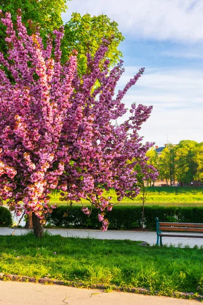ベンチと桜の開花 春の早朝の美しい街並み ウズゴルドのキエフ堤防 空には雲が — ストック写真