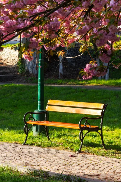 Parque Flor Cerezo Maravilloso Paisaje Urbano Primavera Temporada Hanami Ucrania — Foto de Stock