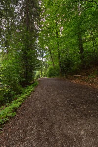 Strada Forestale Attraverso Parco Naturale Synevyr Paesaggio Estivo Campagna Una — Foto Stock