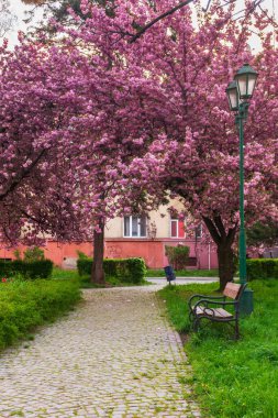 Parktaki sakura ağaçları. Yürüme yolunun ve bankın üzerinde kiraz çiçeği açıyor.