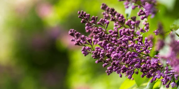 紫丁香花分枝 春季美丽的植物自然背景 — 图库照片