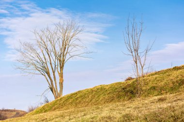 Eski yapraksız ağaç manzarası. Baharın başlarında açık hava ortamı. Arka planda mavi gökyüzünde kabarık bulutlar.