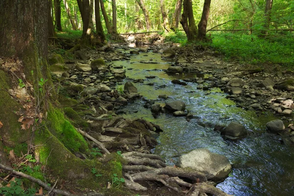 Ruisseau Dans Les Bois Hêtre Des Carpates Forêt Profonde Sous — Photo