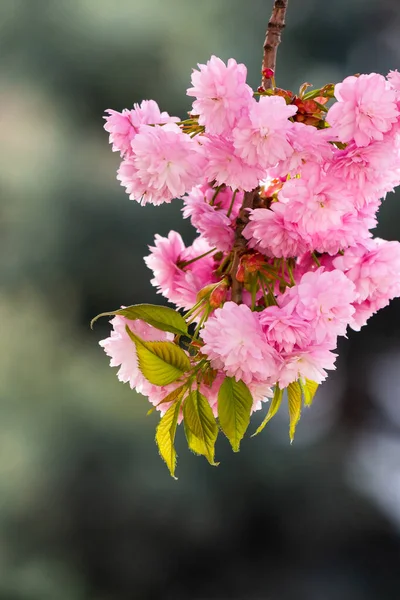 Pink Flowers Sakura Spring Romantic Floral Nature Background — Stock Photo, Image