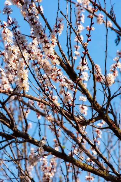 Weiße Blüte Vor Blauem Himmel Frühling April Blühende Zweige Des — Stockfoto