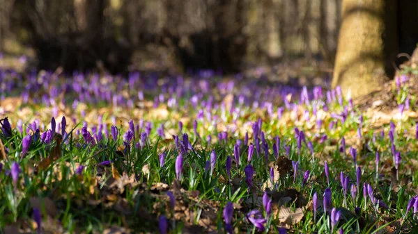 Фиолетовый Цветущий Фон Природы Крокус Цветы Саду Солнечный День Весной — стоковое фото