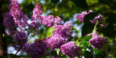 Bahçede çiçek açan mor leylak çalısı. İlkbaharda güzel çiçek yeşili arka plan