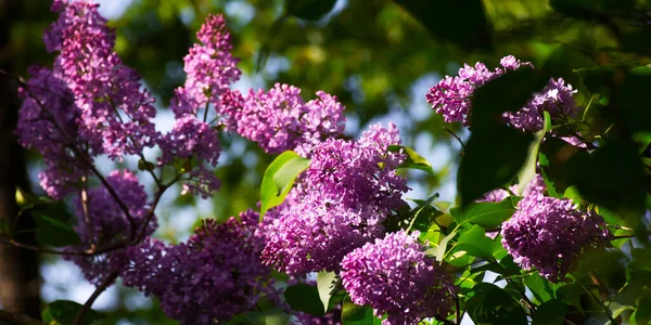 Bahçede çiçek açan mor leylak çalısı. İlkbaharda güzel çiçek yeşili arka plan