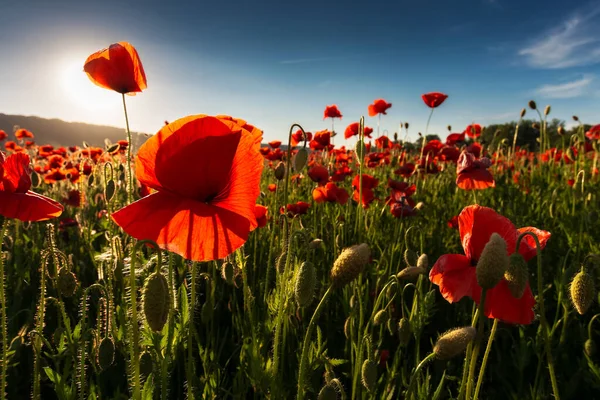 Campo Amapola Maíz Floreciente Día Soleado Maravilloso Paisaje Verano Las —  Fotos de Stock