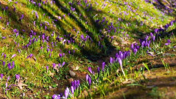 Maravilloso Paisaje Naturaleza Primavera Flores Azafrán Cerca Del Arroyo Agua —  Fotos de Stock