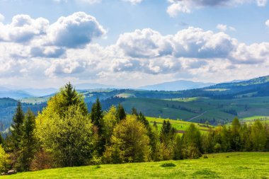 Karpat Dağları 'ndaki cennet manzarası. Taze yeşil çayırlar ve tepelerdeki ağaçlar. Borzhava sırtının karla kaplı tepeleri. Baharda güzel doğa manzarası
