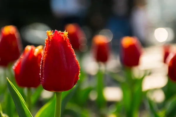 Blooming Red Tulips Beautiful Floral Nature Background Spring Easter Holiday — Stockfoto